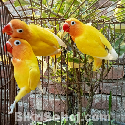 Yellow Ficer love birds